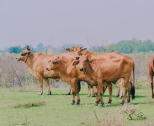 Biotina O seu uso na alimentação de bovinos