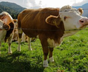 Conheça os parasitas comuns em gado de corte