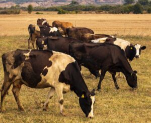 Vacinas em Bovinos 8 cuidados na hora da aplicação